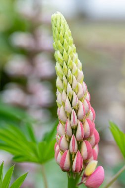 Çiçek açmış pembe bir lupin çiçeğine yaklaş