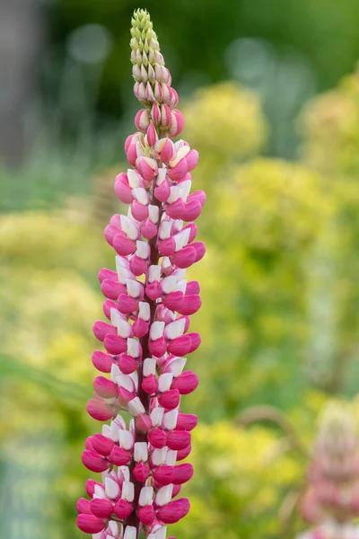 Gros Plan Une Fleur Lupin Rose Fleur — Photo