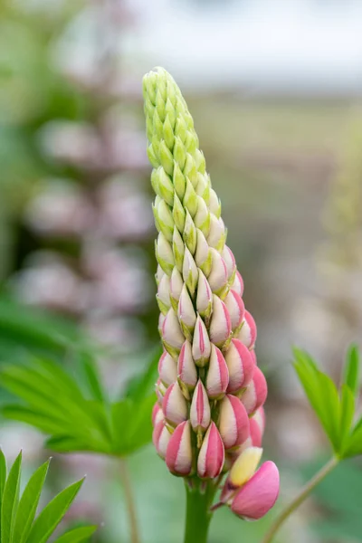 Close Van Een Roze Lupine Bloem Bloei — Stockfoto