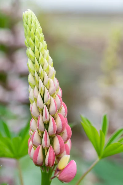 Close Van Een Roze Lupine Bloem Bloei — Stockfoto