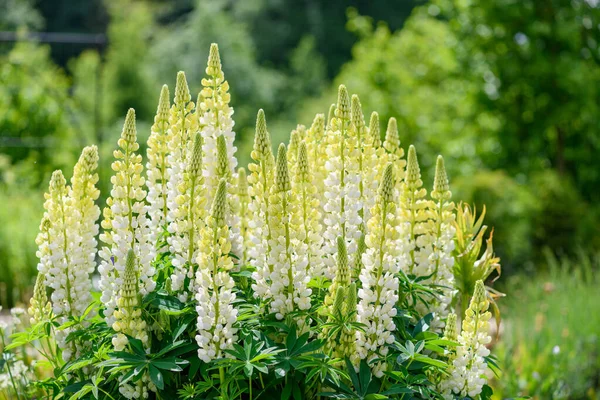 花に黄色のルパンの花を閉じます — ストック写真