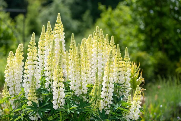 Close Yellow Lupin Flowers Bloom — Stockfoto