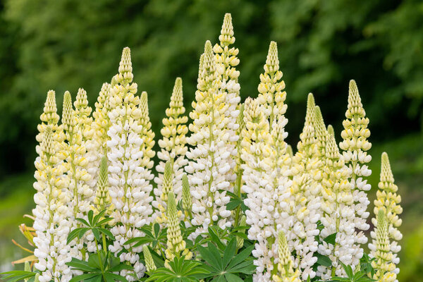 Close up of yellow lupin flowers in bloom