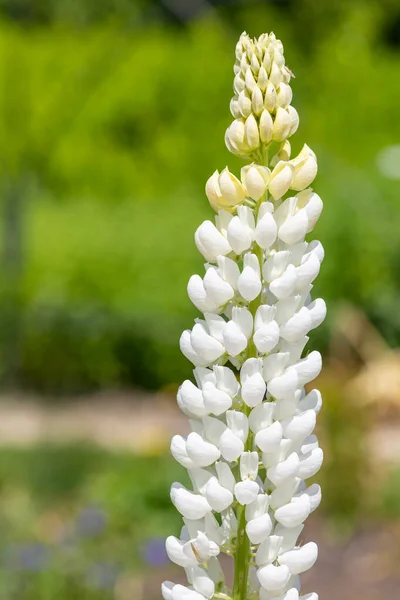 花に白い総状花序を閉じます — ストック写真