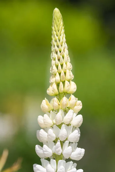 Крупним Планом Білі Квіти Люпин Цвітіння — стокове фото