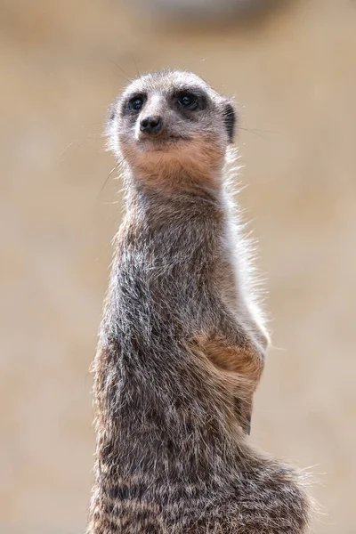 Portrait Meerkat Suricata Suricatta Standing — Stock Photo, Image