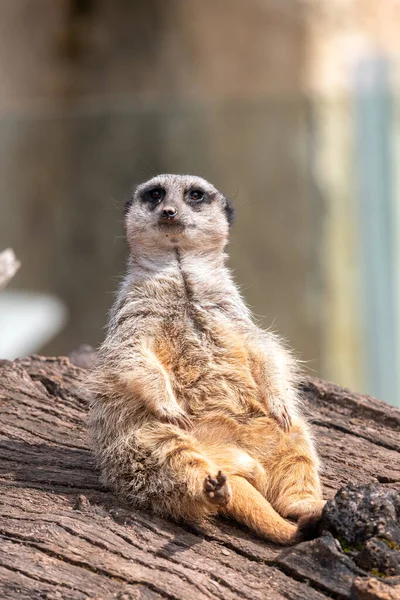 Retrato Meerkat Suricata Suricatta Sentado Tronco — Fotografia de Stock