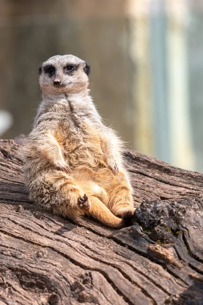 Retrato Meerkat Suricata Suricatta Sentado Tronco — Fotografia de Stock