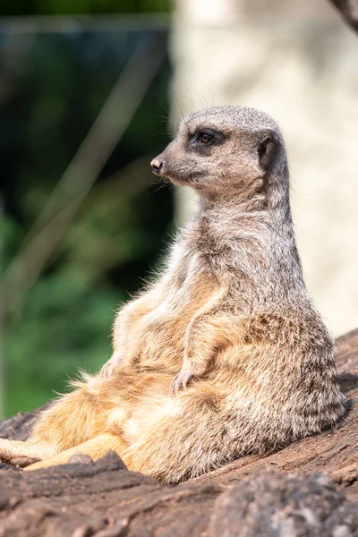 Retrato Meerkat Suricata Suricatta Sentado Tronco — Fotografia de Stock