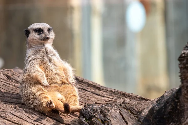 Retrato Meerkat Suricata Suricatta Sentado Tronco — Fotografia de Stock