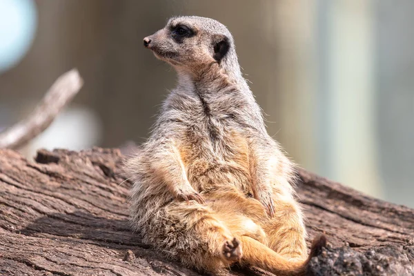 Retrato Meerkat Suricata Suricatta Sentado Tronco — Fotografia de Stock