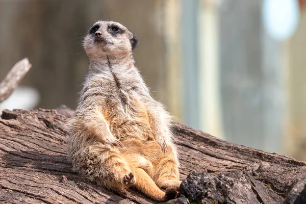 stock image Portrait of a meerkat (suricata suricatta) sitting on a log