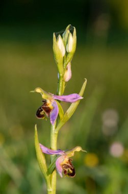 Çiçek açmış bir arı orkidesine (ofrys apifera) yaklaş