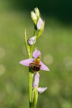 Çiçek açmış bir arı orkidesine (ofrys apifera) yaklaş