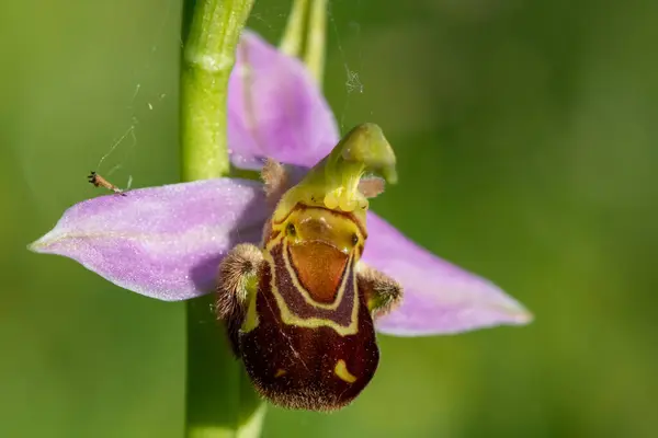 蜜蜂兰花 盛开的近缘 — 图库照片