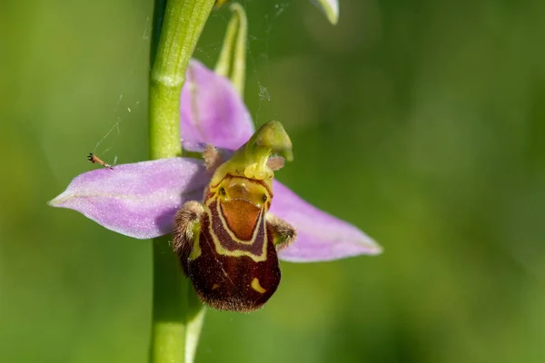 Close Bee Orchid Ophrys Apifera Flower Bloom — Stock Photo, Image