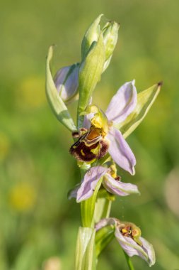 Çiçek açmış bir arı orkidesine (ofrys apifera) yaklaş