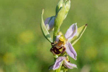 Çiçek açmış bir arı orkidesine (ofrys apifera) yaklaş