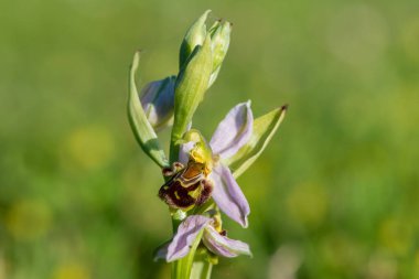 Çiçek açmış bir arı orkidesine (ofrys apifera) yaklaş