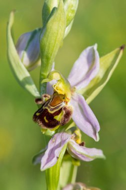 Çiçek açmış bir arı orkidesine (ofrys apifera) yaklaş