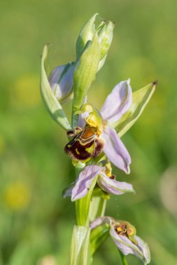 Çiçek açmış bir arı orkidesine (ofrys apifera) yaklaş