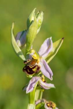 Çiçek açmış bir arı orkidesine (ofrys apifera) yaklaş