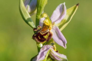 Çiçek açmış bir arı orkidesine (ofrys apifera) yaklaş