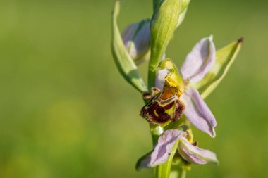 Çiçek açmış bir arı orkidesine (ofrys apifera) yaklaş