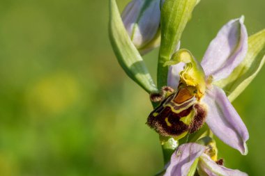 Çiçek açmış bir arı orkidesine (ofrys apifera) yaklaş