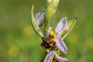 Çiçek açmış bir arı orkidesine (ofrys apifera) yaklaş