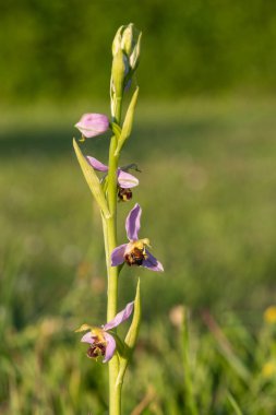 Çiçek açmış bir arı orkidesine (ofrys apifera) yaklaş