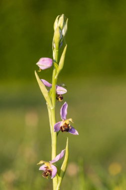 Çiçek açmış bir arı orkidesine (ofrys apifera) yaklaş