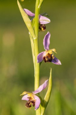 Çiçek açmış bir arı orkidesine (ofrys apifera) yaklaş