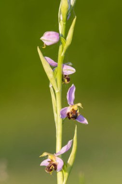 Çiçek açmış bir arı orkidesine (ofrys apifera) yaklaş