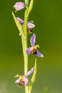 Çiy damlacıklarıyla kaplı bir arı orkidesine (ofrys apifera) yaklaş
