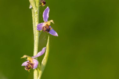 Çiy damlacıklarıyla kaplı bir arı orkidesine (ofrys apifera) yaklaş