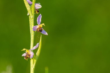 Çiy damlacıklarıyla kaplı bir arı orkidesine (ofrys apifera) yaklaş