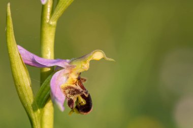 Çiçek açmış bir arı orkidesine (ofrys apifera) yaklaş