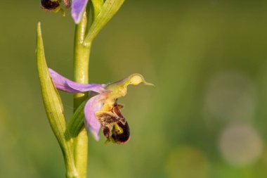 Çiçek açmış bir arı orkidesine (ofrys apifera) yaklaş