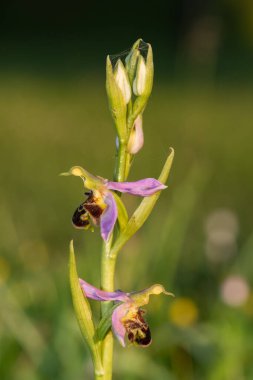 Çiçek açmış bir arı orkidesine (ofrys apifera) yaklaş