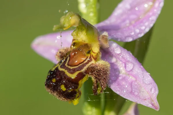 关闭蜜蜂兰花 Ophrys Apifera 上覆盖着露珠 — 图库照片