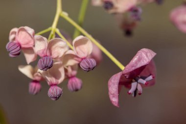 Çikolata sarmaşığındaki çiçekleri kapat (akebia quinata)