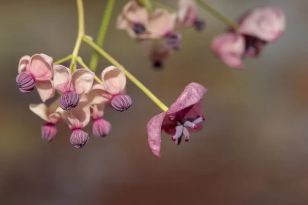 Κοντινό Πλάνο Των Λουλουδιών Ένα Φυτό Αμπέλου Σοκολάτας Akebia Quinata — Φωτογραφία Αρχείου