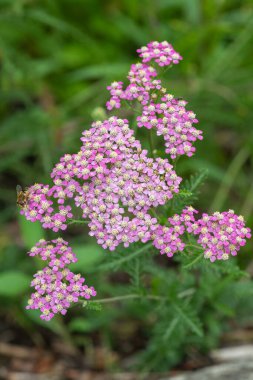 Çiçek açan pembe kirişlere (achillea millefolium) yakın plan