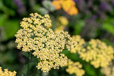 Çiçeklerin açtığı sarı kiriş (achillea millefolium) çiçeklerini kapat