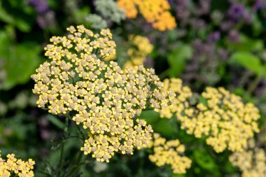 Çiçeklerin açtığı sarı kiriş (achillea millefolium) çiçeklerini kapat