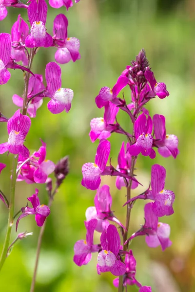 Цвітіння Марокканської Квітки Linaria Maroccana — стокове фото