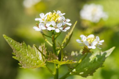 Sarımsaklı hardalın üzerindeki çiçekleri kapat (alliara petiolata)