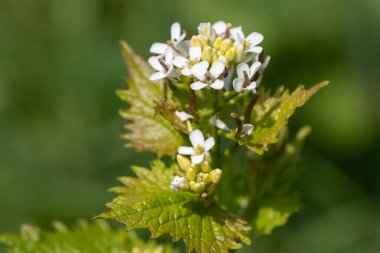 Sarımsaklı hardalın üzerindeki çiçekleri kapat (alliara petiolata)