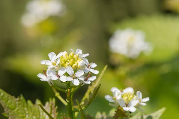 Zbliżenie Kwiatów Musztardzie Czosnkowej Alliara Petiolata Roślin — Zdjęcie stockowe